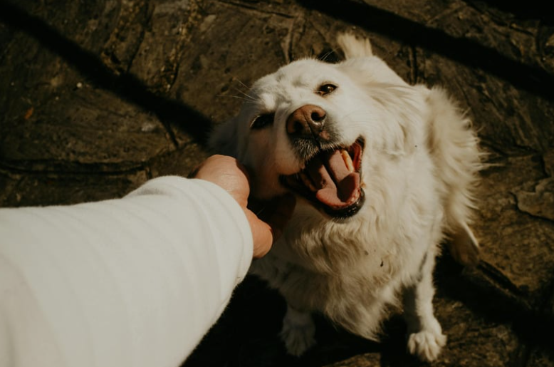 PET INSURANCE